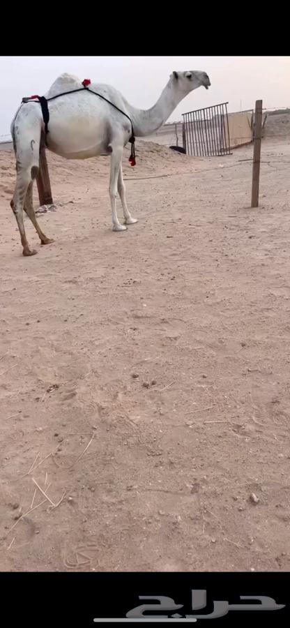 عشرا بكر طيبه64358799991041110