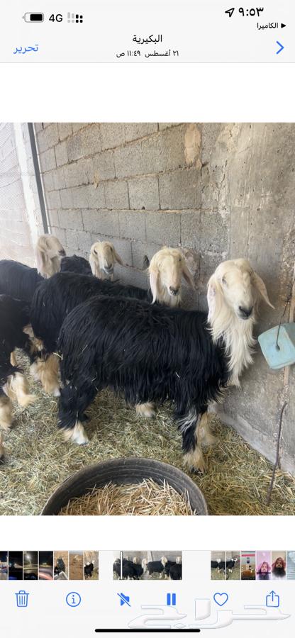 رخال نجد صنف64352823737089110