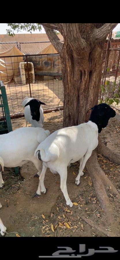 Equal Fat Ram64359604966147111