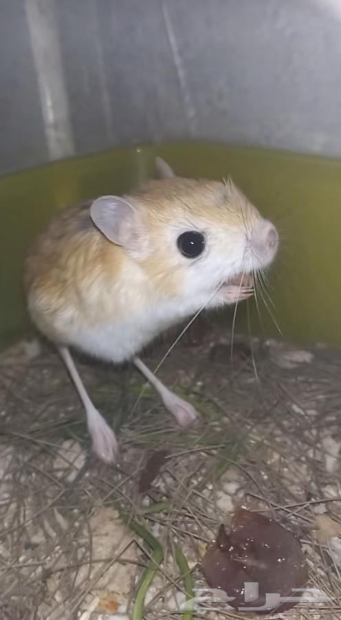 جرابيع بريه الايفه64351228753793110