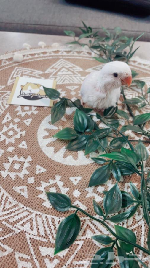 فروخ روز64358814158466110