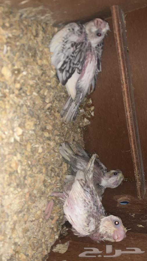 جوز كروان بفروخه لاهل التميز64359403166723110