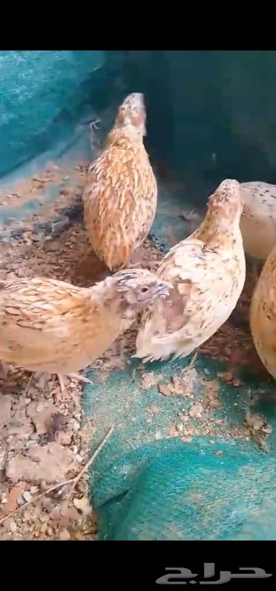 سمان فري لاحم للبيع ومتوفر تنظيف و تجهيز64351607691779110