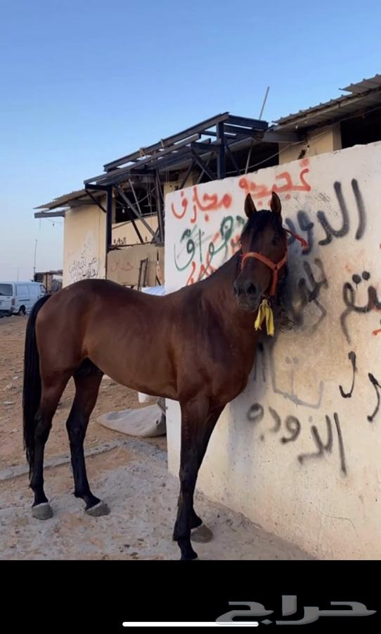 للبيع حصان64360914733954110