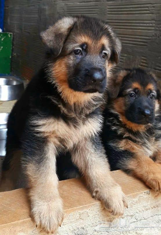 للبيع جرو جيرمن شيبرد شو لاين بلاك فيس فاخر64359317582979110