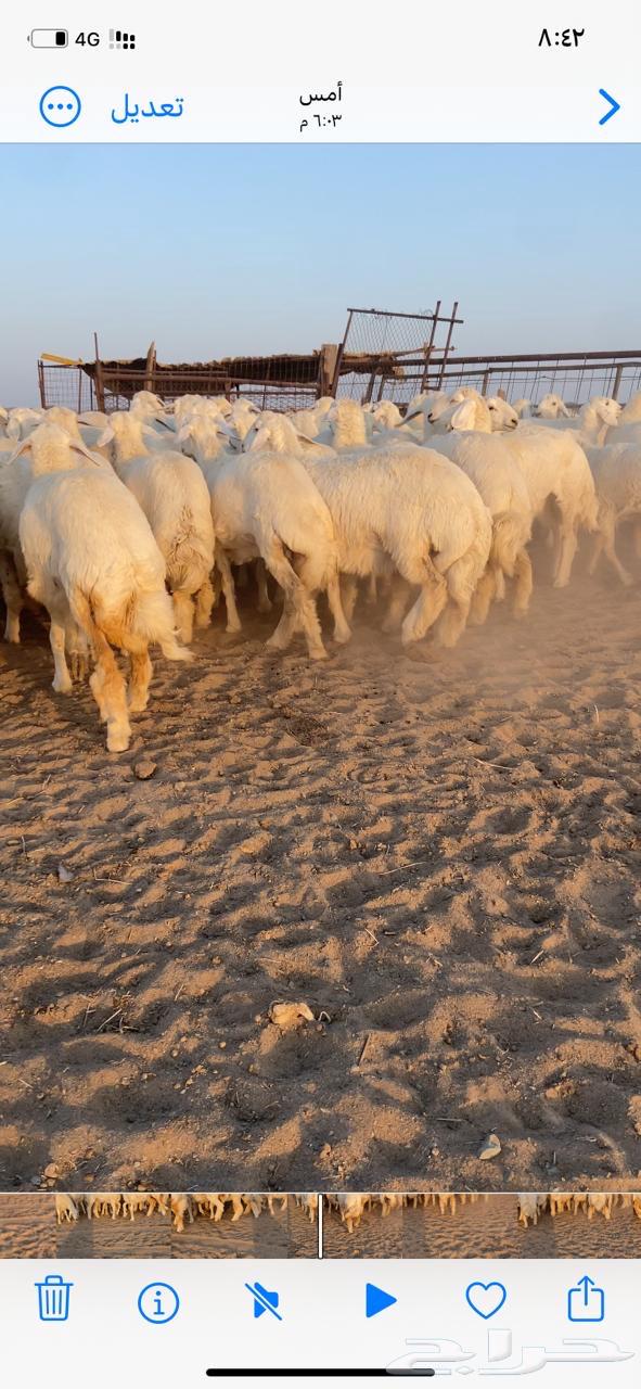 رخال حري مقاني64351699255170114