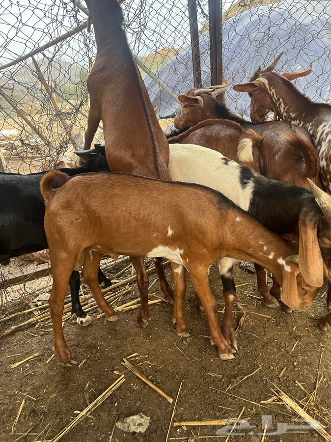 Goats64361907631489113