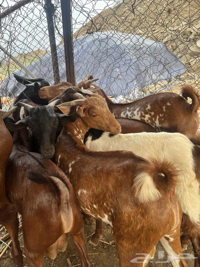 Goats64361907631489110