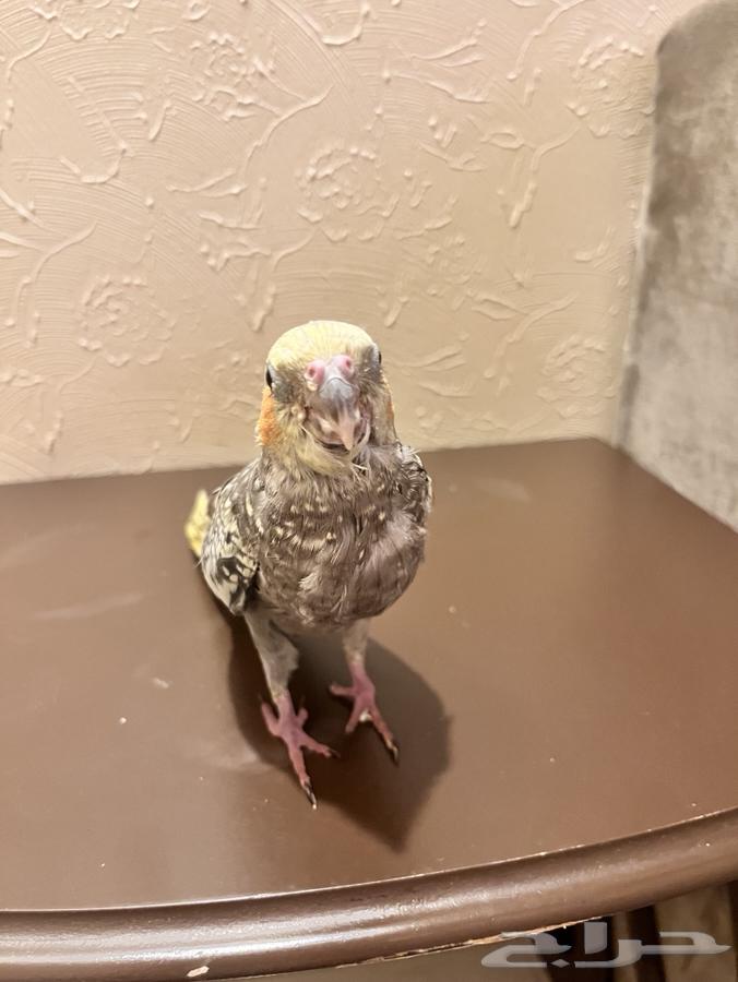 طير كروان للبيع نهايه غر ( 175 )64362287544451111