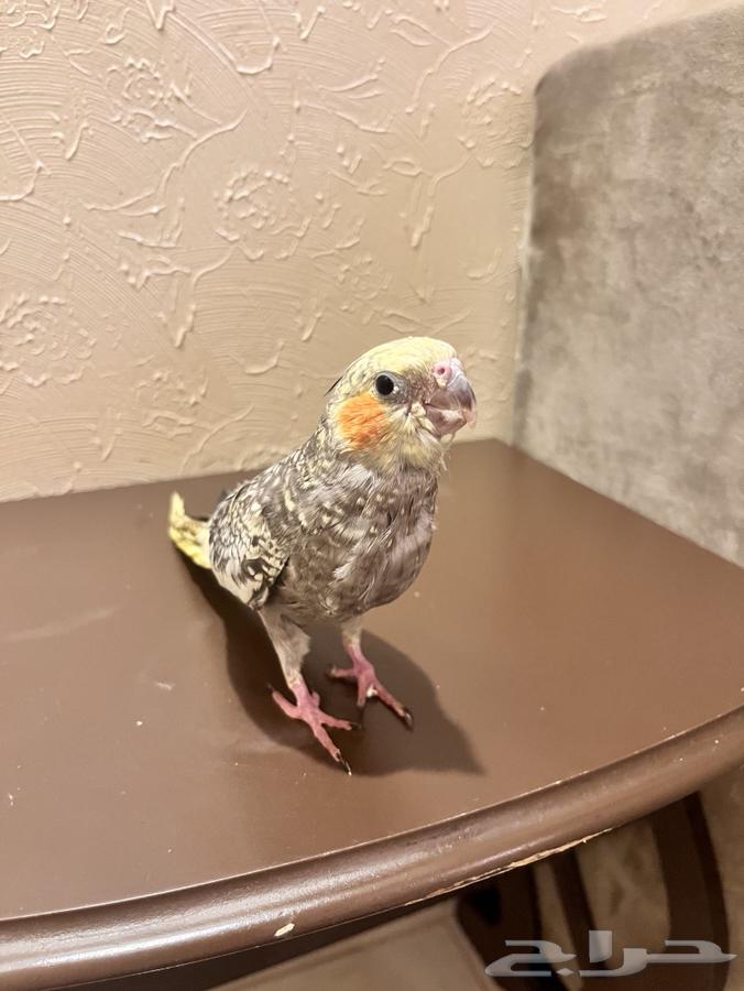 طير كروان للبيع نهايه غر ( 175 )64362287544451112
