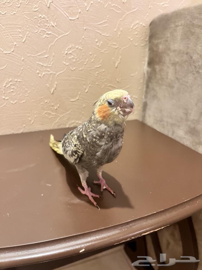 طير كروان للبيع نهايه غر ( 175 )64362287544451113