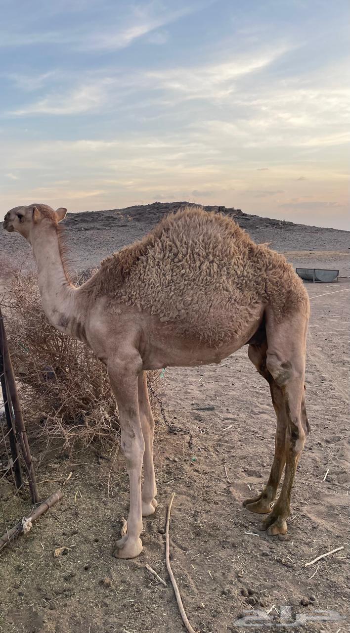 حاشي للبيع العمر 7 شهور64360216567938111