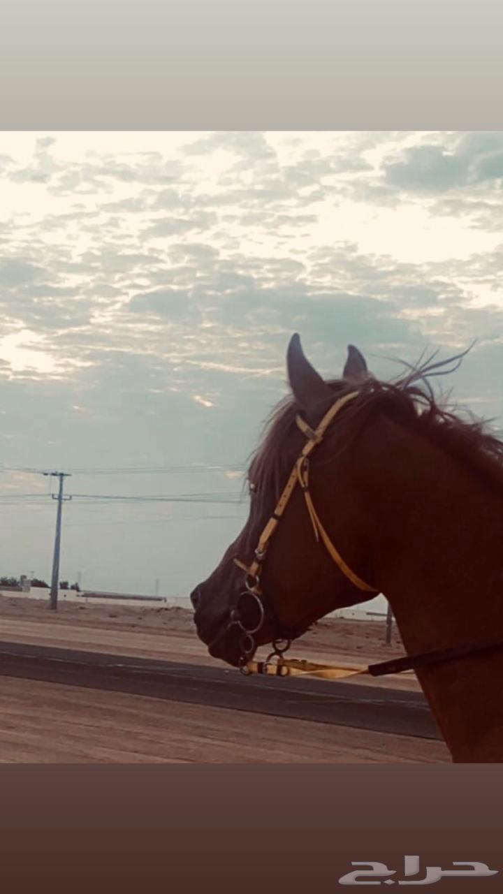 حصان واهو للبيع64356602311682110