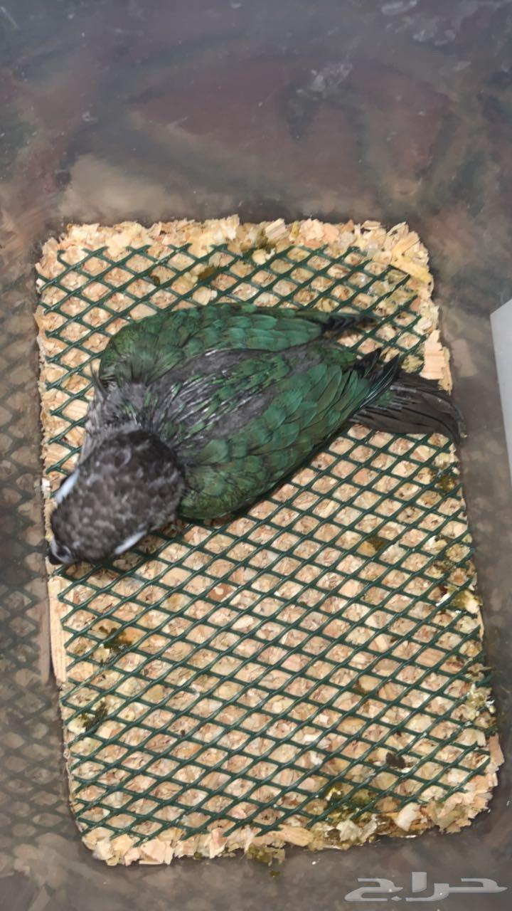 فرخ كنيور. بلو شيك64361077285249110