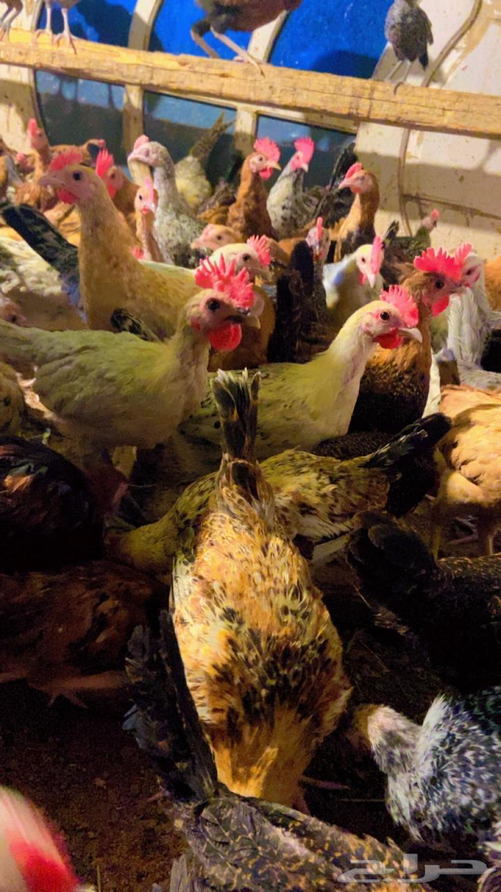 ديكه للبيع64362211110659113