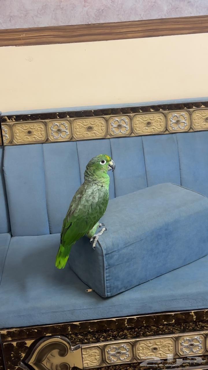 ببغاء امزوني البيع مستعجل64360959360259112