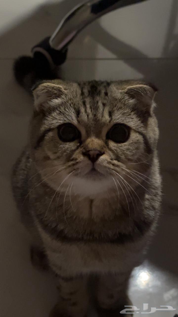 قط سكوتش فولد تايقر للبيع64359474570627113