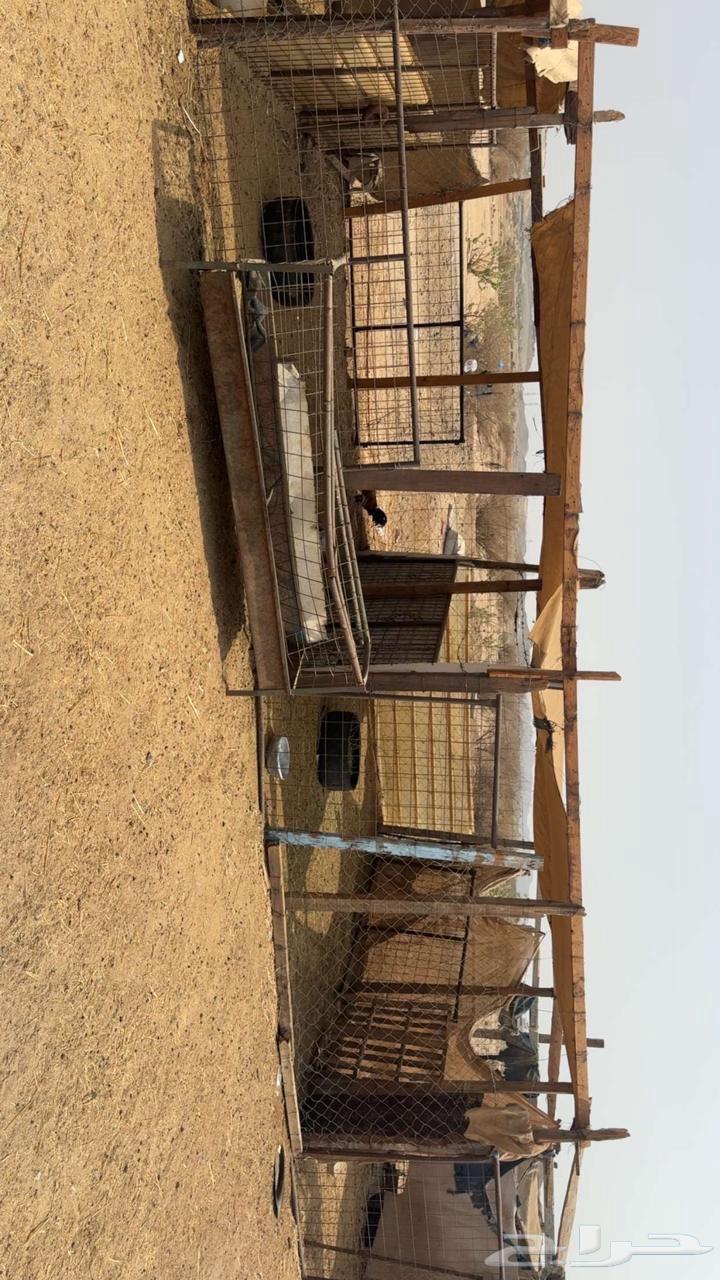 شبوك أغنام للإيجار الشهري64350174302465110