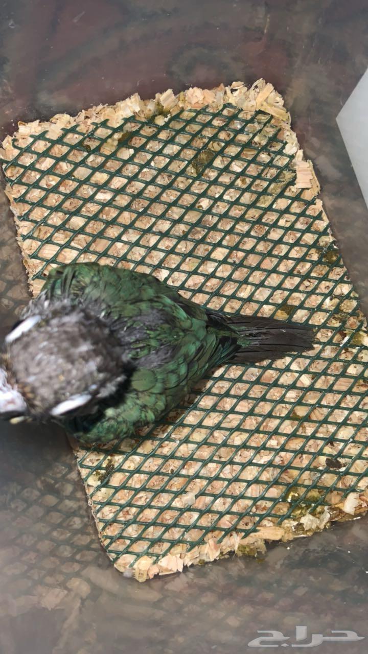 فرخ كنيور. بلو شيك64361077285249113