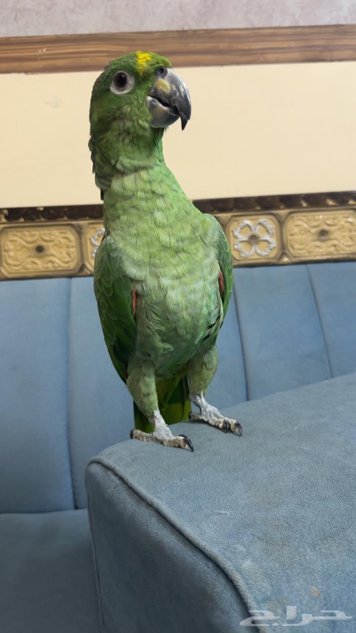 ببغاء امزوني البيع مستعجل64360959360259113