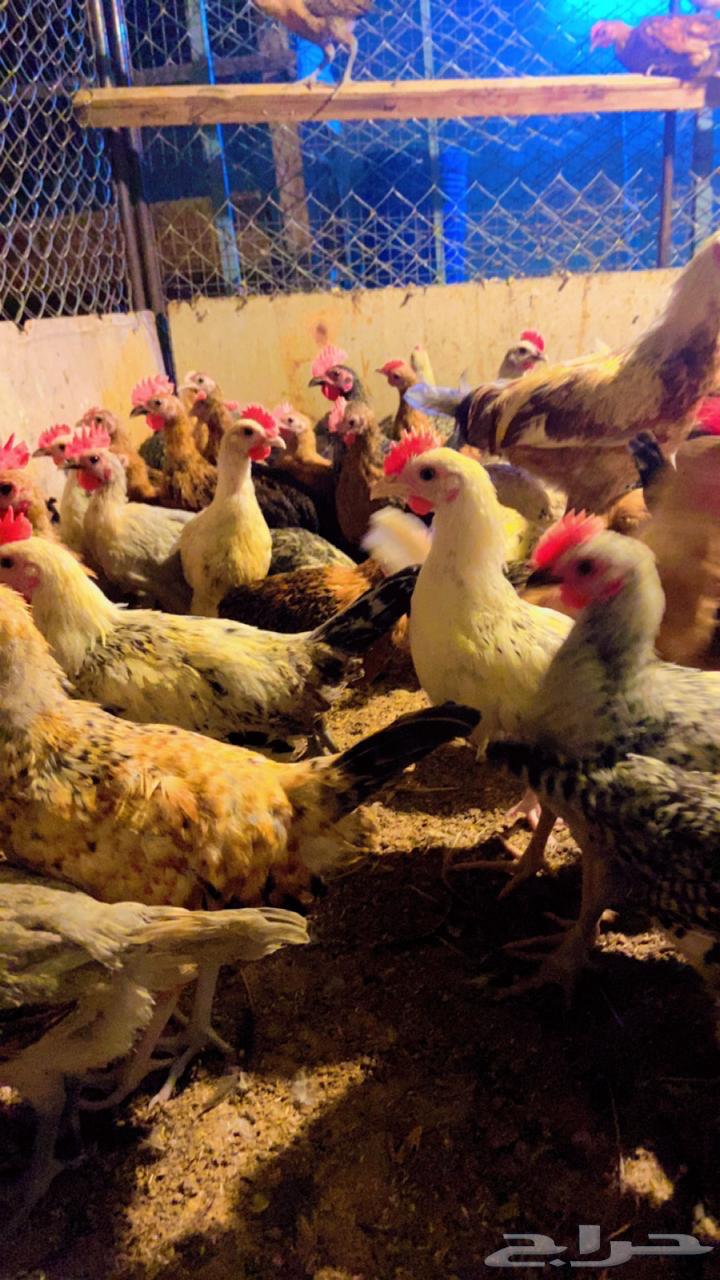 ديكه للبيع64362211110659111