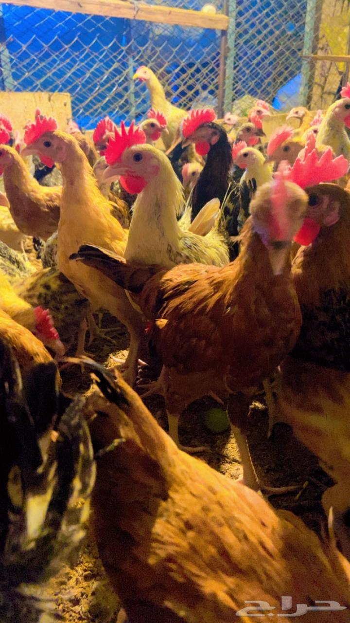 ديكه للبيع64362211110659110