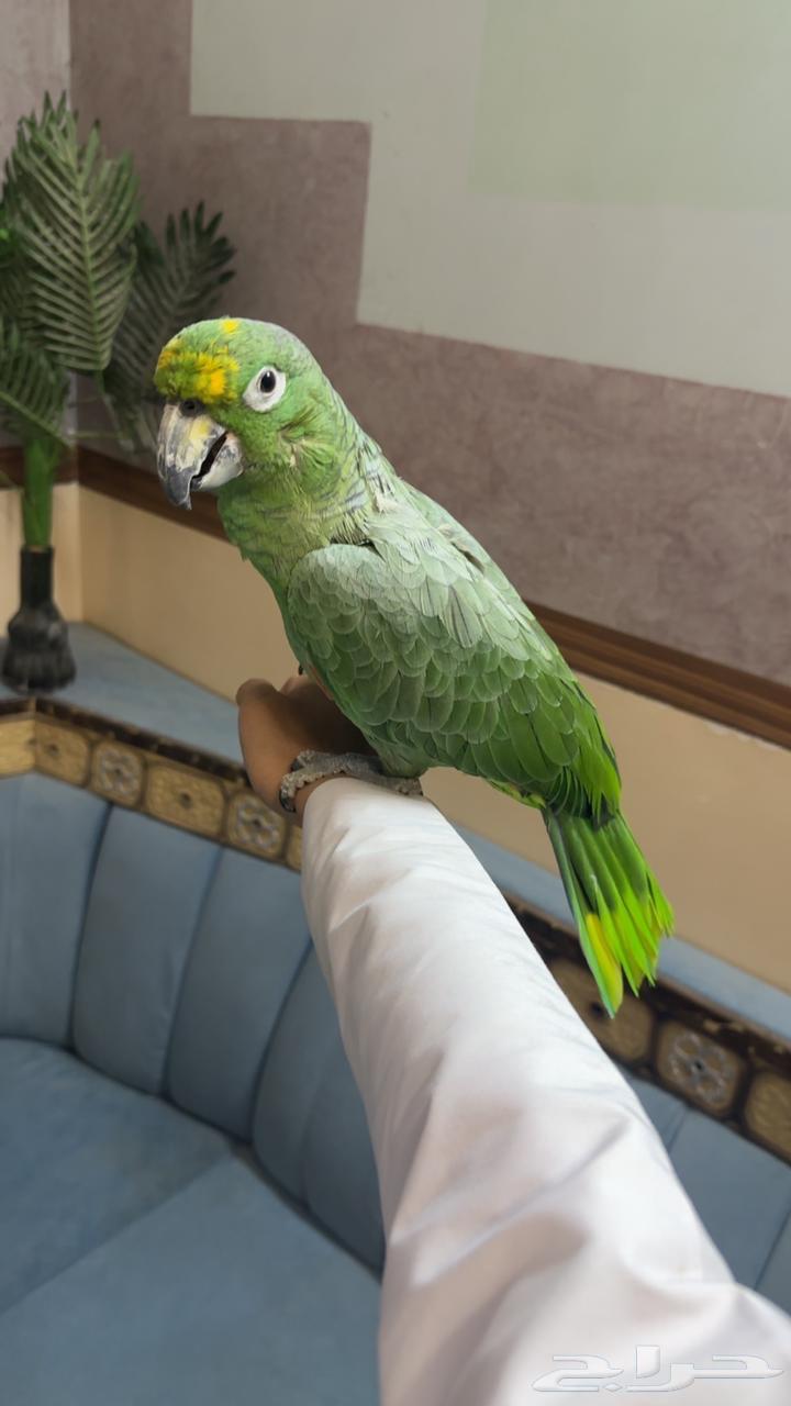 ببغاء امزوني البيع مستعجل64360959360259110