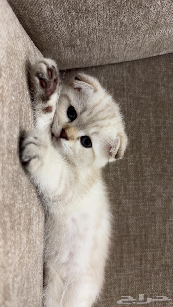 قط للبيع64356048483202112