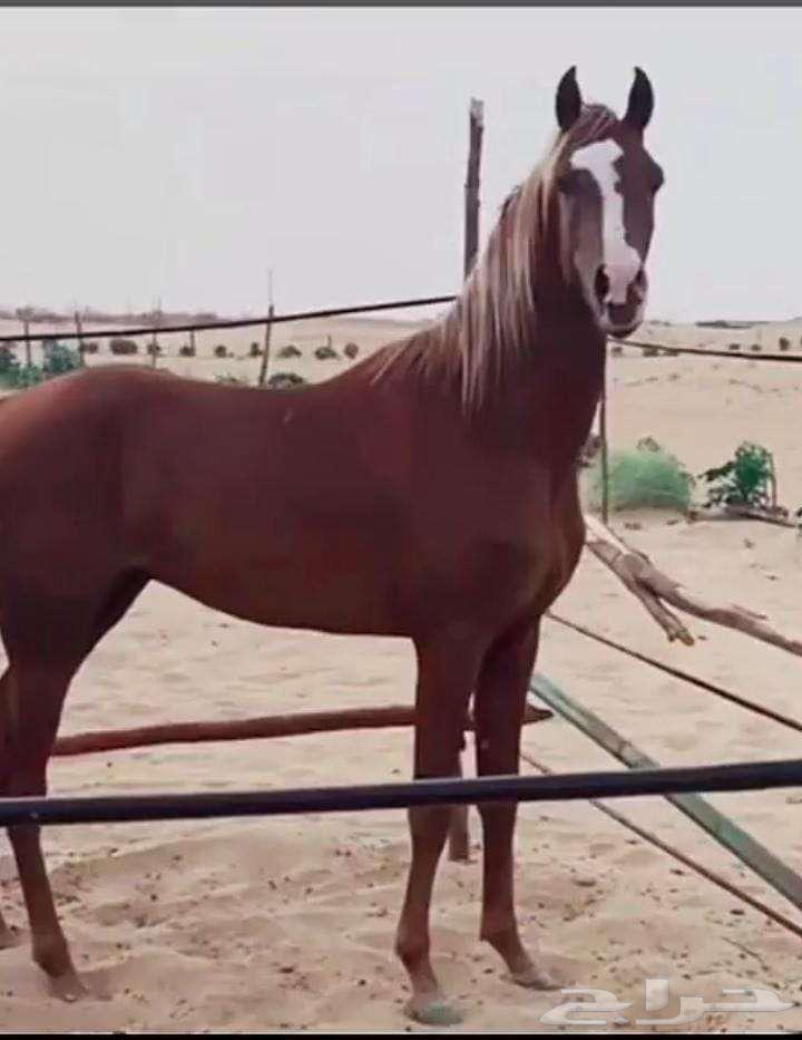 حصان شعبي شيخ64361135873411110