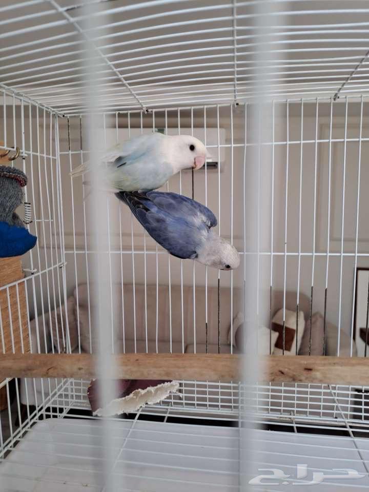 جوز روز منتج لايفوتكم64349506835458111