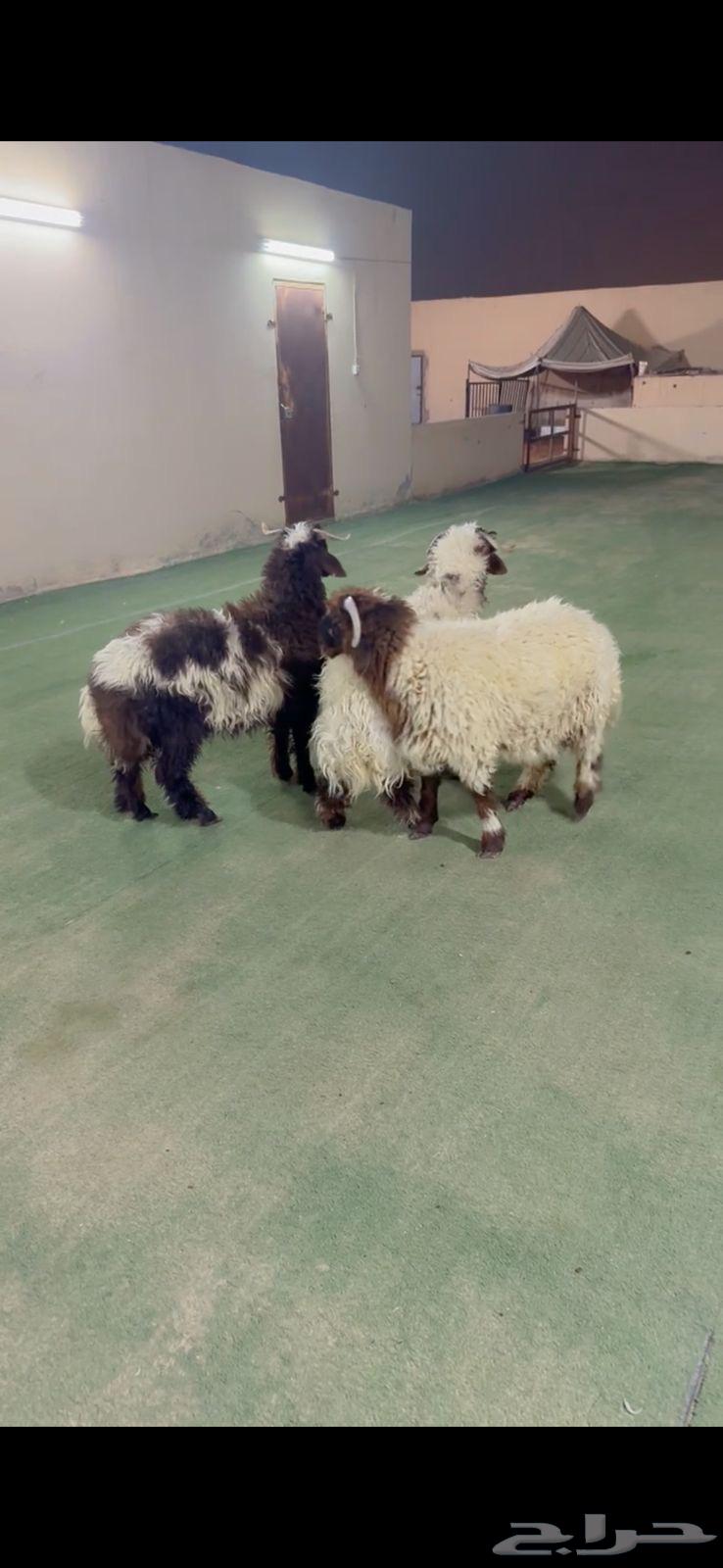 طليان نعيم الريآض حي الشفآء آي مكان نوصل فيه ذبح باقي ثلاثة64361135921665111