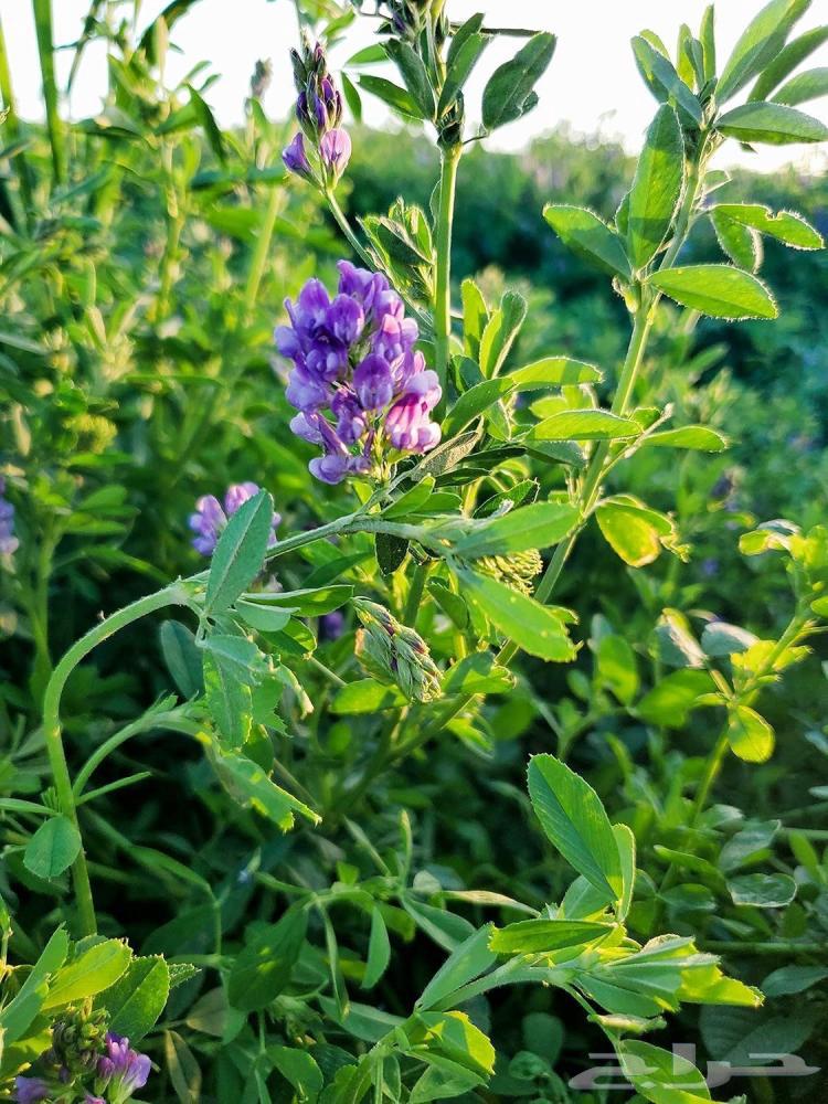 للبيع   بذور برسيم حجازي64359360493953110