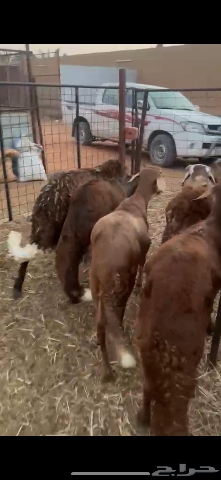 Sawak Sheep64358131511298110