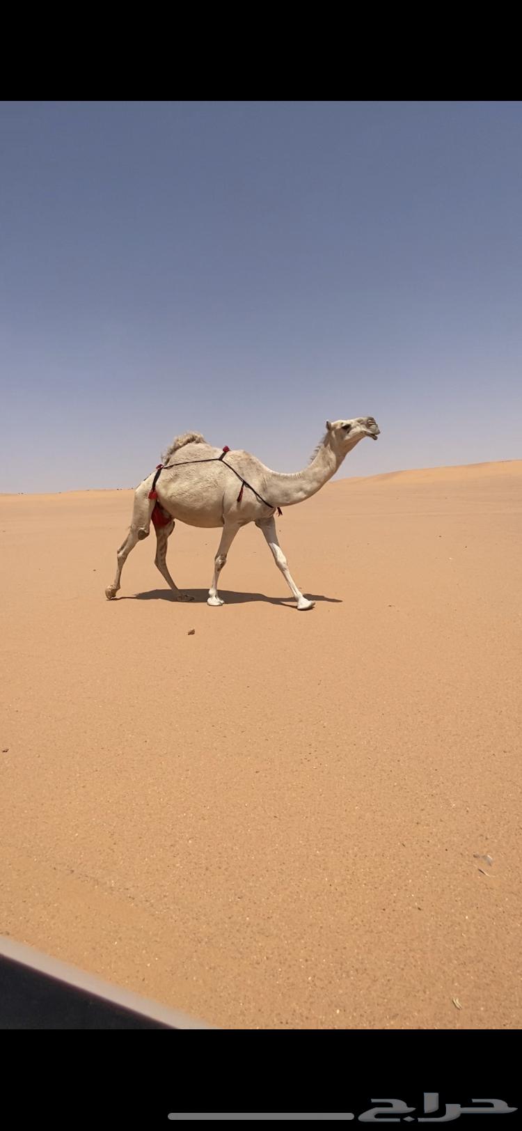 خلفه64359374765826110