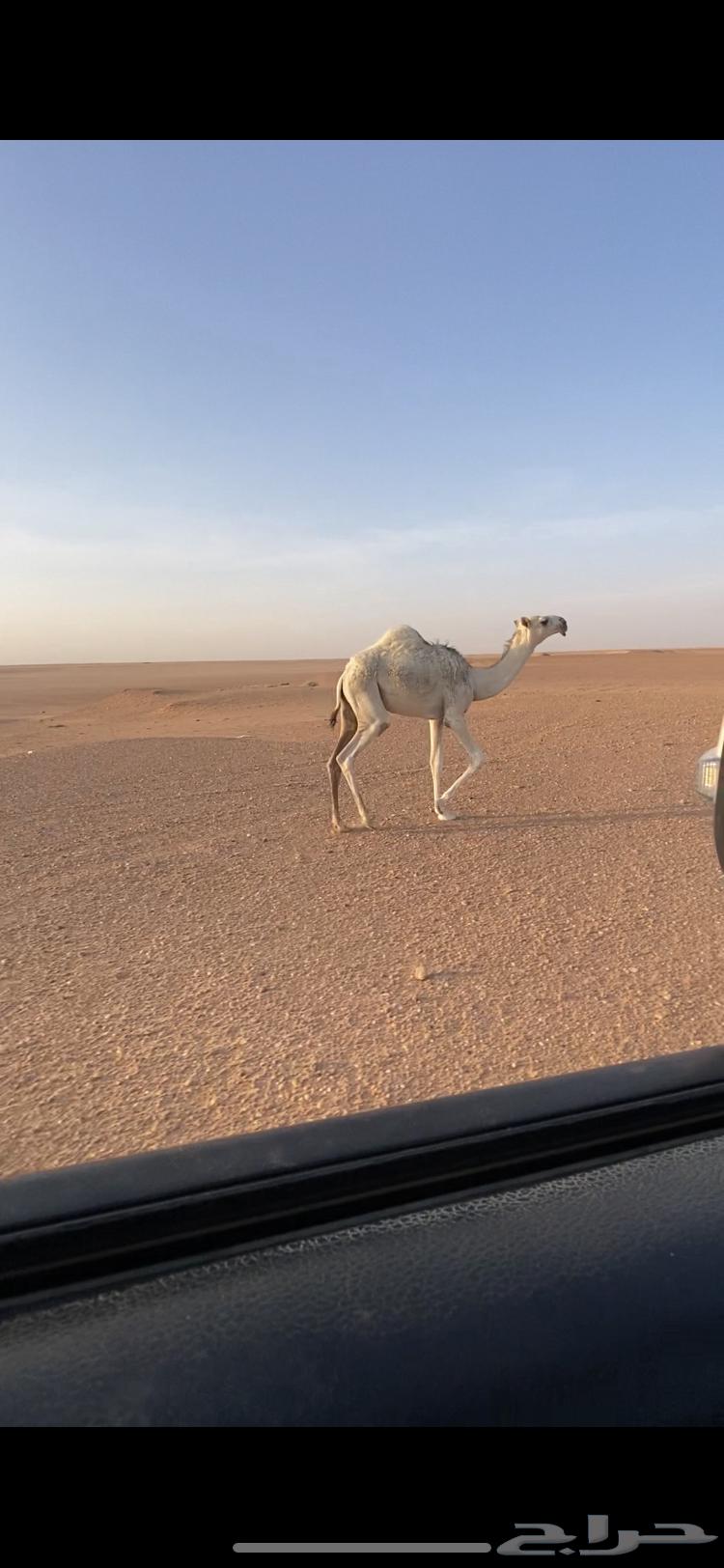 خلفه64359374765826111