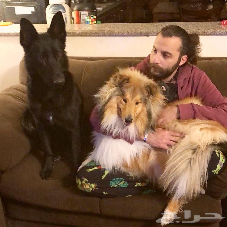 كلب كولي ذكر للبيع64355786151425111