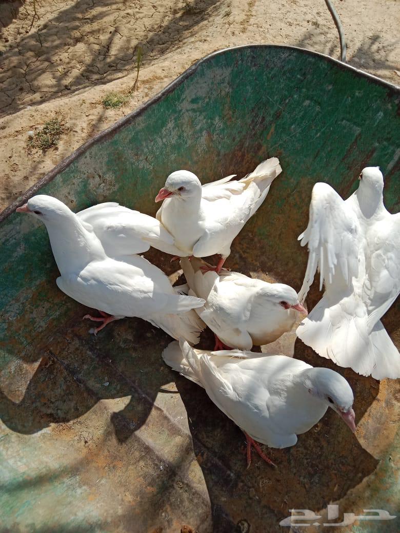 حمام فرنسي جامبو64356398950529111