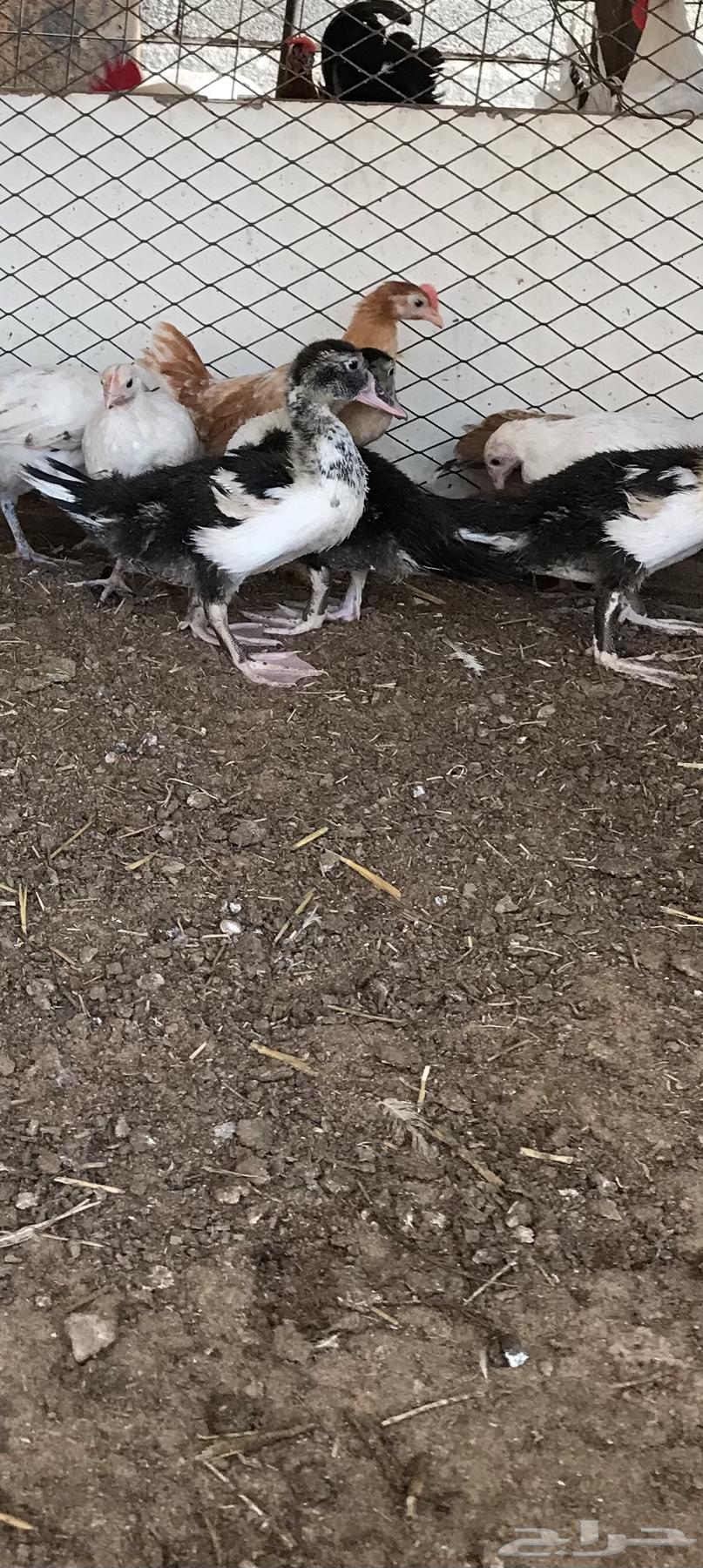 بط بح للبيع العدد364349923784193110