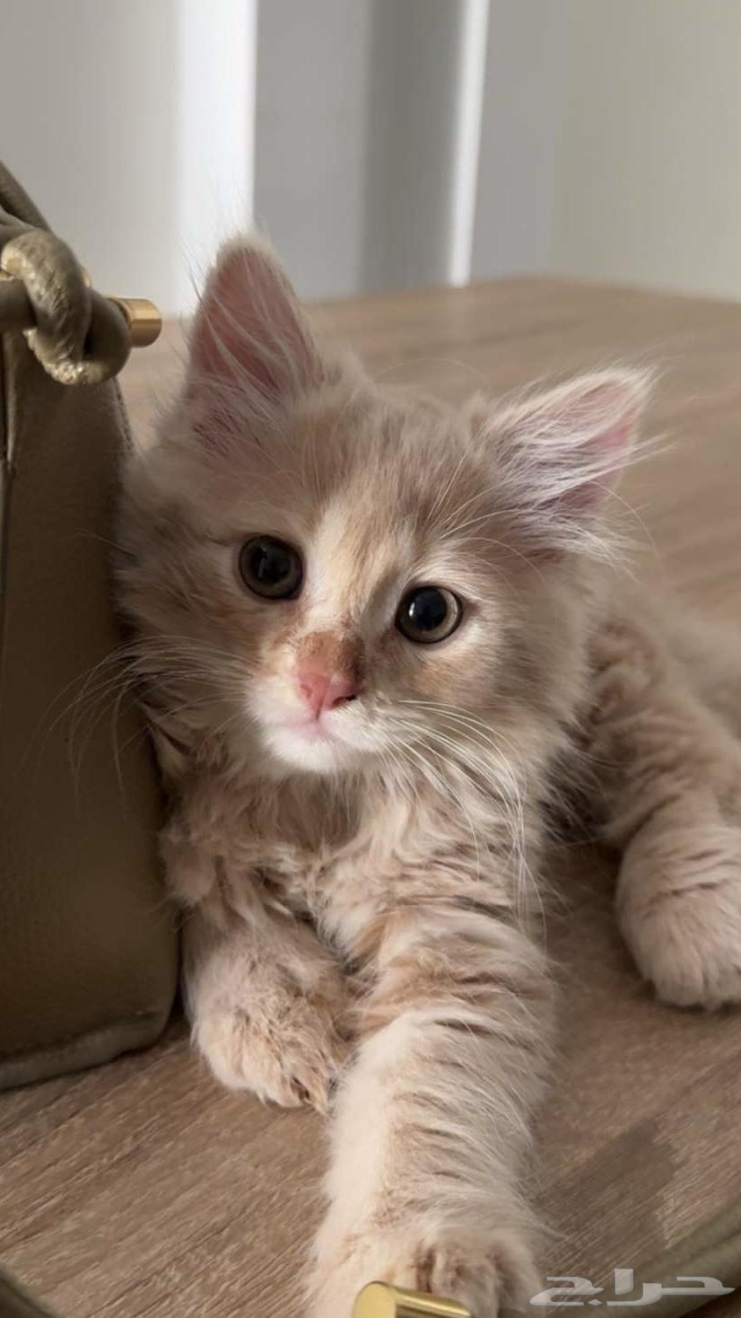 قطط للبيع64357012055299112