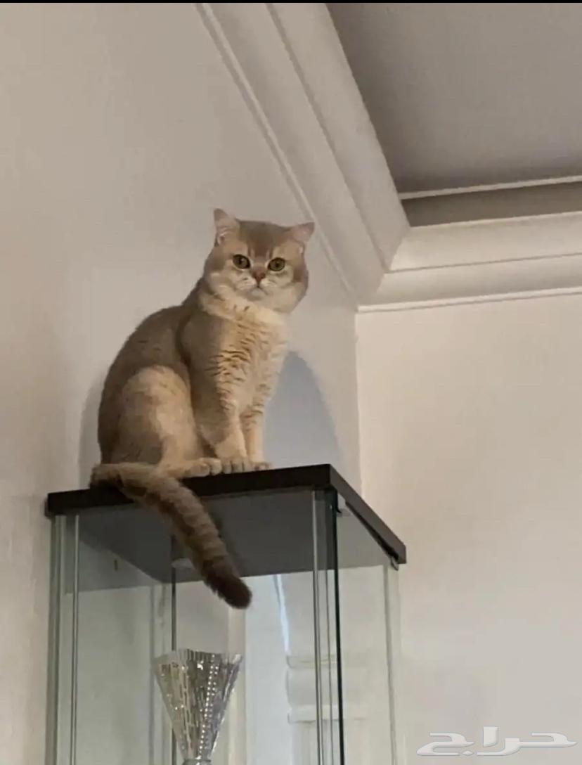 Cat mating64355097802371113