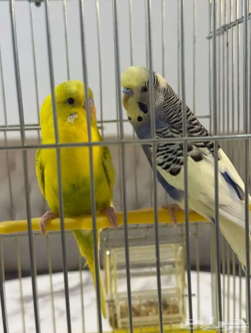 زوج باجي للأنتاج عرض خاص64359995552130110