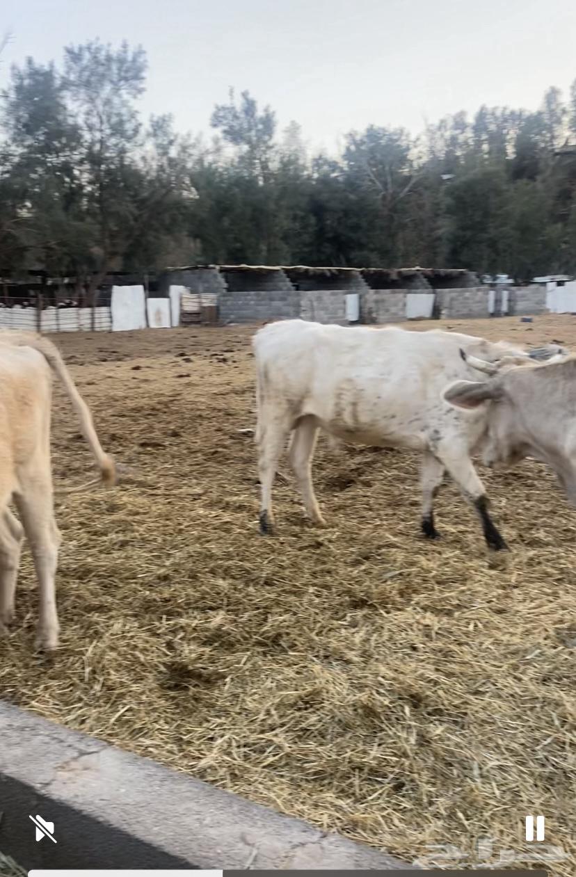 Farm for rent in Buraidah Al Sabakh, approximately 5000 meters63613863326723113