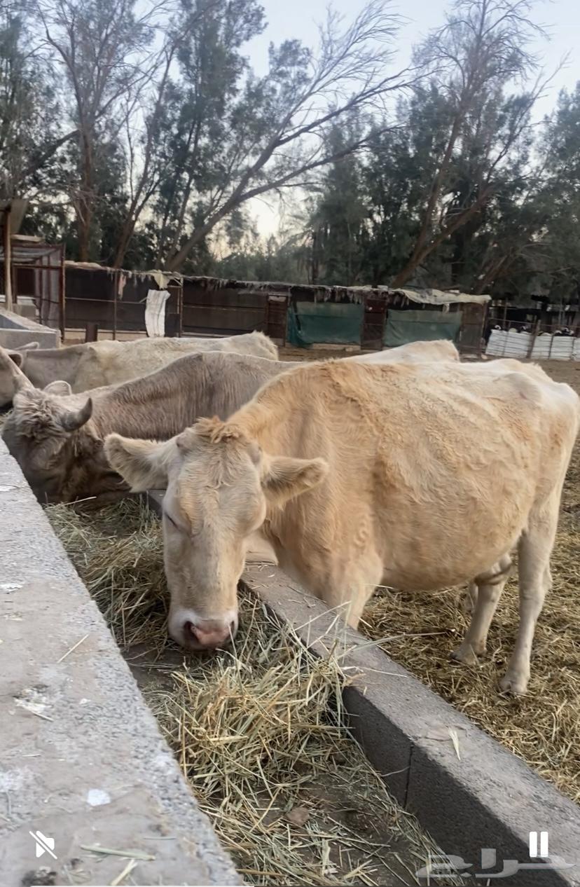 Farm for rent in Buraidah Al Sabakh, approximately 5000 meters63613863326723114