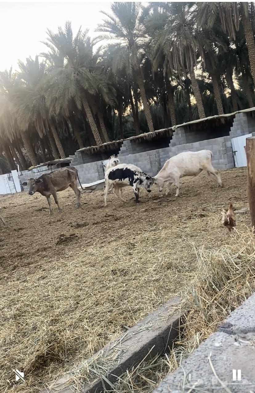 Farm for rent in Buraidah Al Sabakh, approximately 5000 meters63613863326723111
