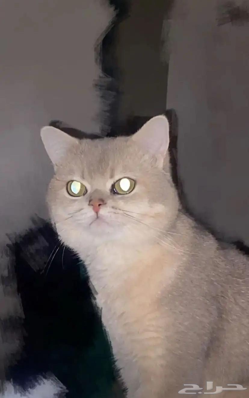 Cat mating64355097802371110