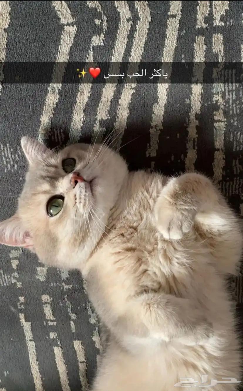 Cat mating64355097802371111