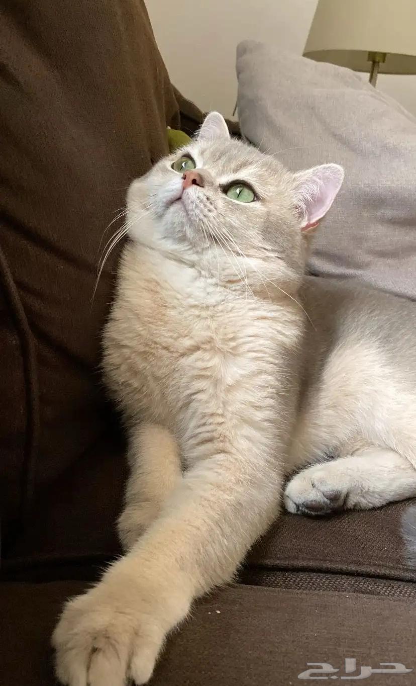 Cat mating64355097802371112