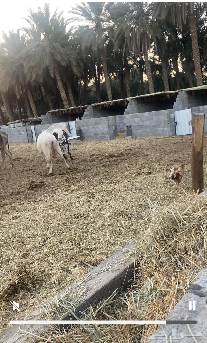 Farm for rent in Buraidah Al Sabakh, approximately 5000 meters636138633267231117