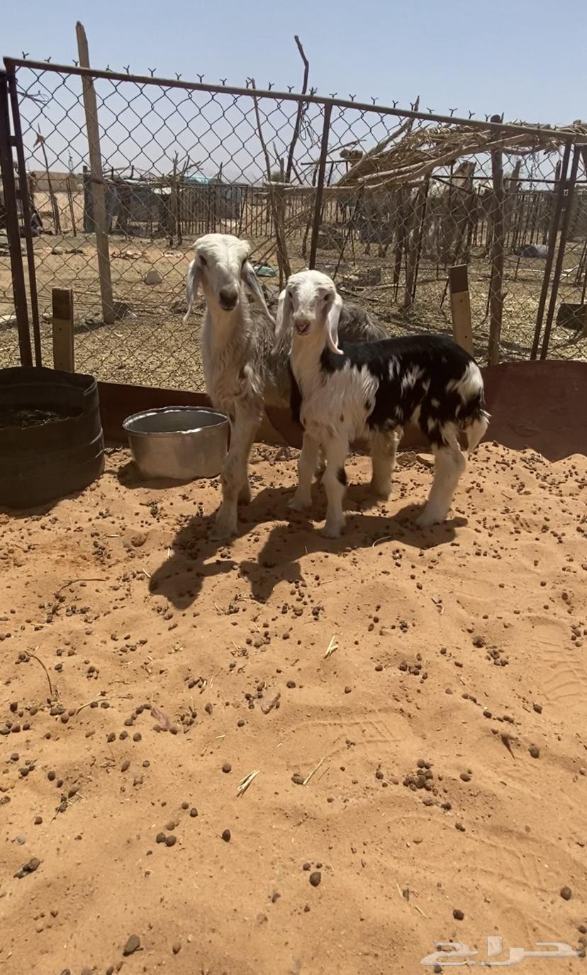 رخله. وخروف. صنف.64354296785794110