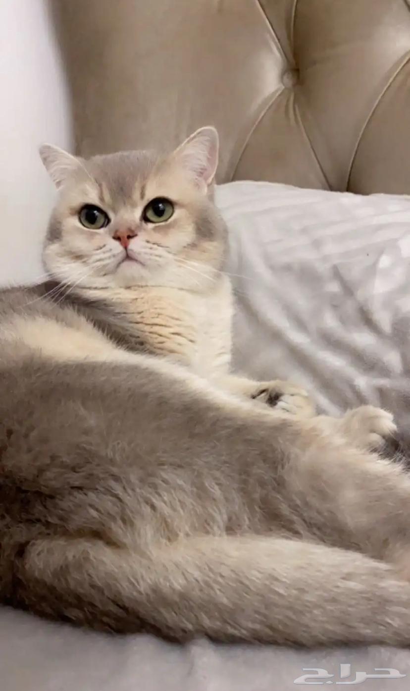 Cat mating64355097802371114